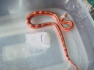 HATCHLING