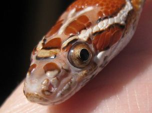 EYE