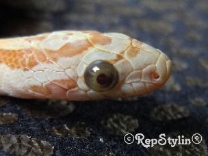 EYE