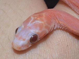 EYE