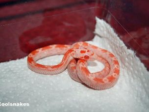 HATCHLING