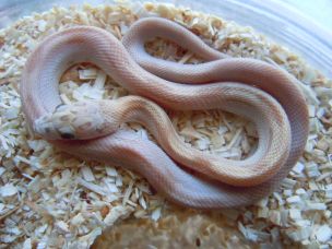 HATCHLING