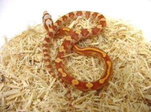 HATCHLING