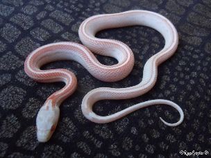 HATCHLING