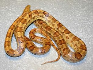 ADULT