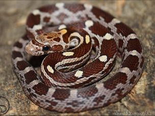 HATCHLING