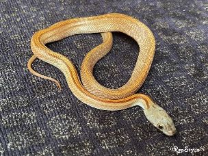 HATCHLING