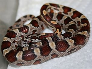 HATCHLING