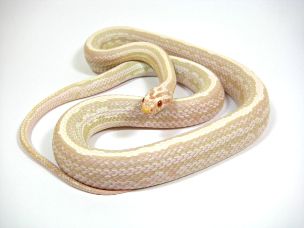 ADULT
