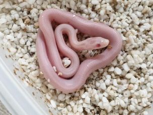 HATCHLING