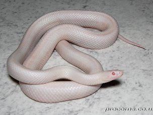 ADULT
