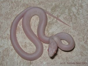 HATCHLING