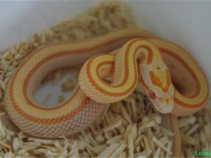 HATCHLING