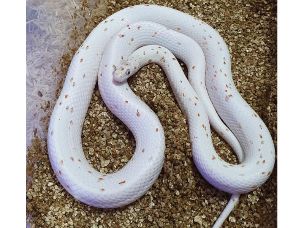 ADULT