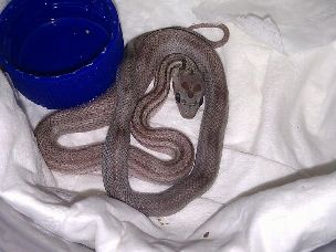 HATCHLING