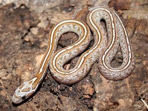 HATCHLING