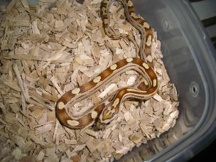 HATCHLING