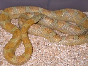 ADULT