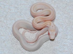 HATCHLING