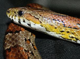 EYE