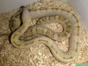 HATCHLING