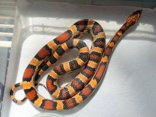 HATCHLING