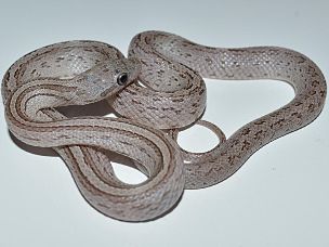 HATCHLING
