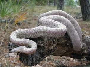 ADULT
