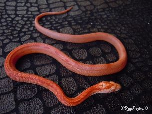 HATCHLING