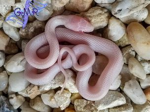 HATCHLING