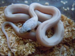 HATCHLING