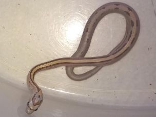HATCHLING