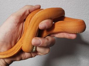 ADULT