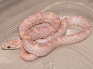 HATCHLING