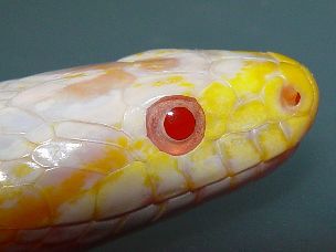 EYE