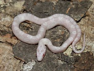 HATCHLING