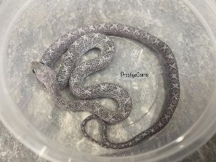 HATCHLING