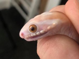 EYE