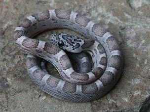 HATCHLING