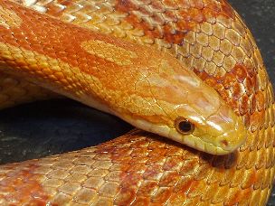 EYE