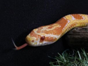 EYE