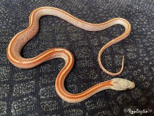HATCHLING