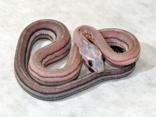 HATCHLING