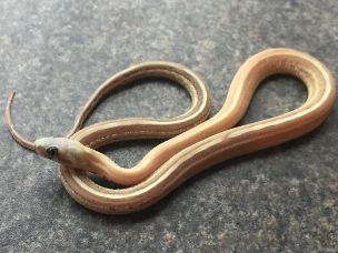 HATCHLING
