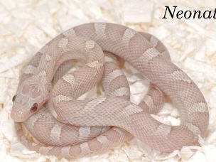 HATCHLING