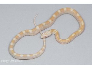 HATCHLING