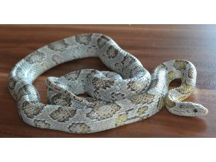 ADULT