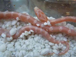 HATCHLING