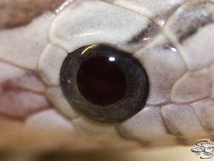 EYE