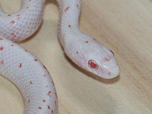 EYE